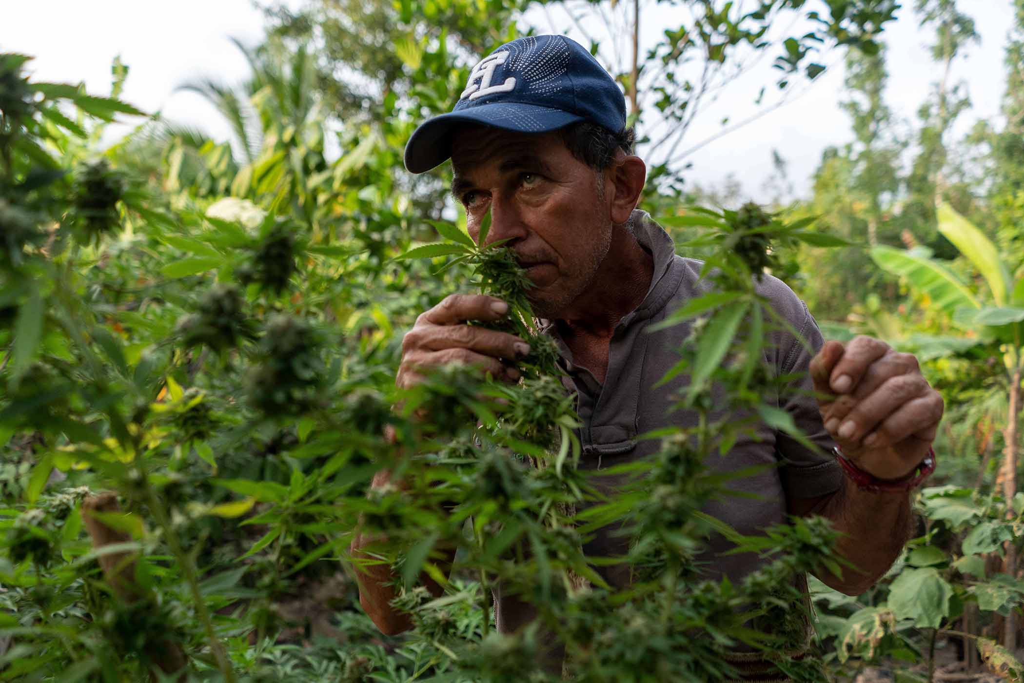 Campaña para impulsar la regulación del uso adulto del cannabis en Colombia.